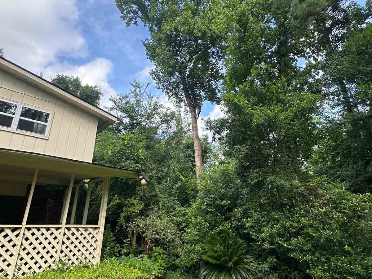 El Costeño Tree Service LLC